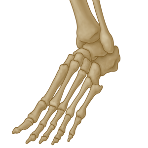 Tibiotalocalcaneal Arthrodesis | LifeNet Health