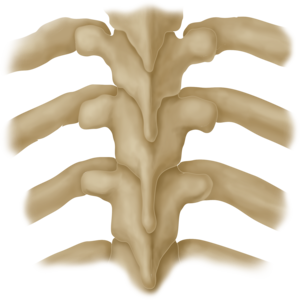 spine